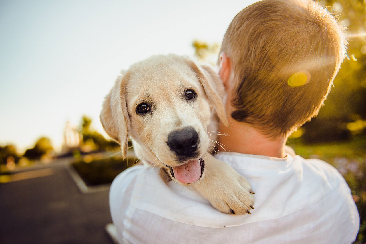 dog-3344414-1280.jpg